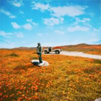 Rexx Life Raj - California Poppy 3